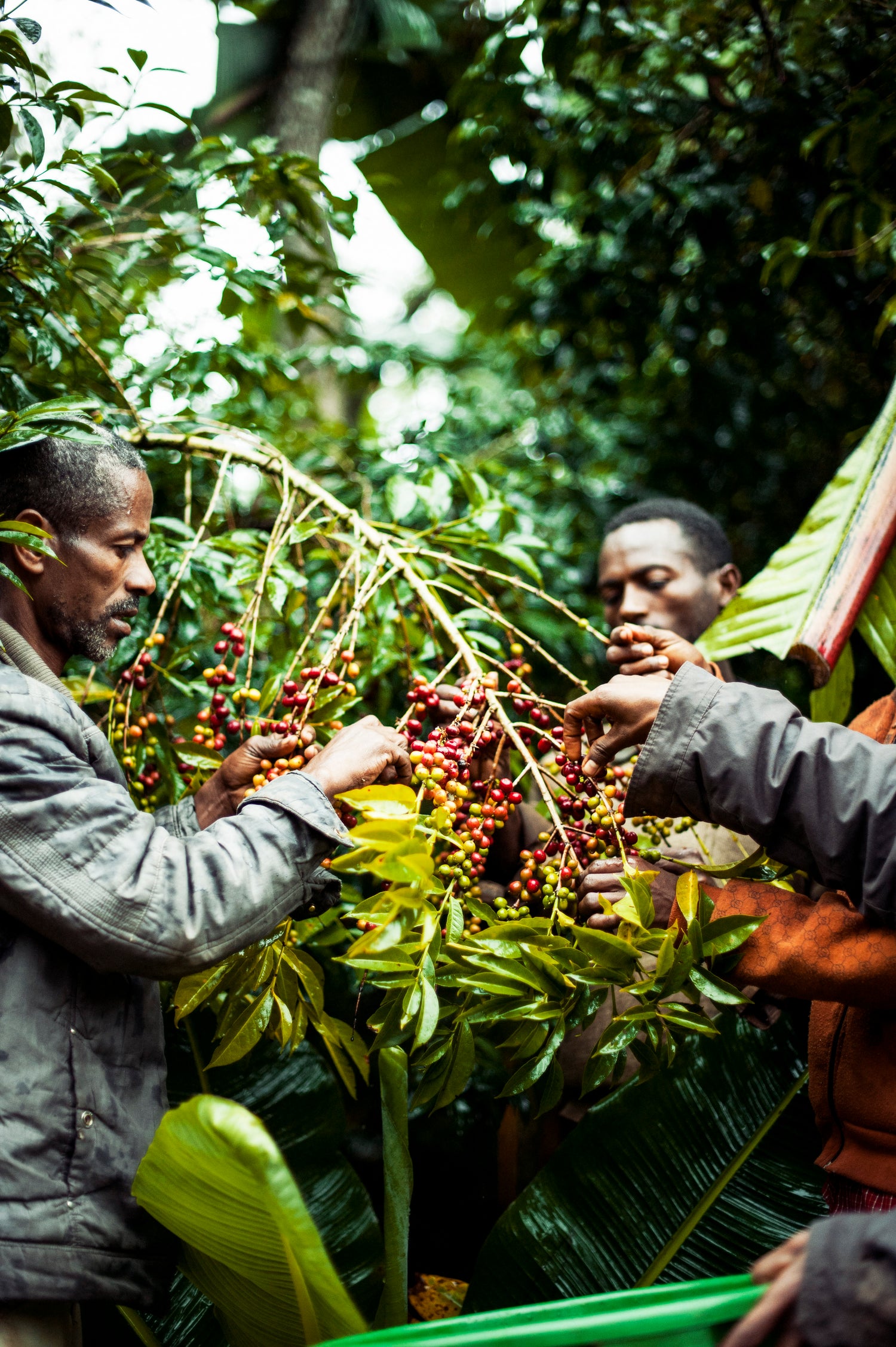 Brazil Daterra Sunrise coffee farm Cerrado Brazilie – Madmum Leuven